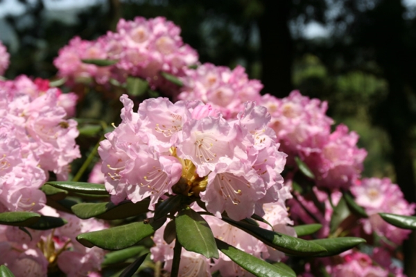 Oki Rhododendron Park