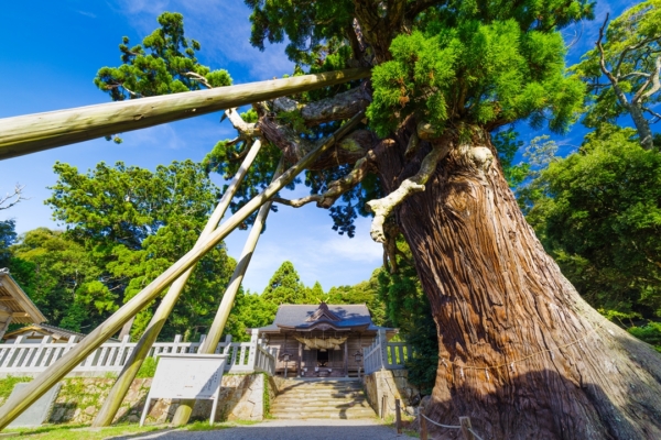 Yao-sugi Japanese Cedar